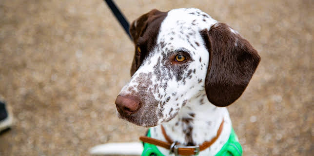 7:55 PM: The Dog House | More 4 | 2/18 2026