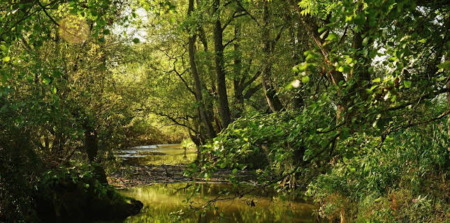 21:00: Der Bach | SWR Fernsehen BW | 11/2 2025