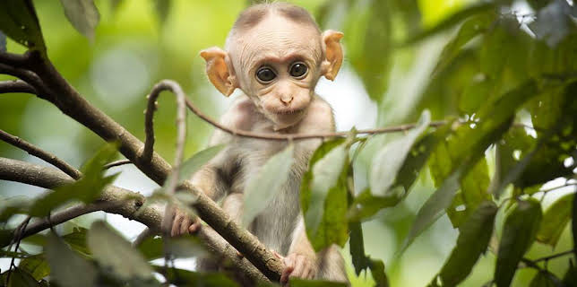 1:00 AM: Planet Earth Live | BBC One Wales | 1/15 2026