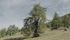 Die magische Welt der Bäume - Die Lärche