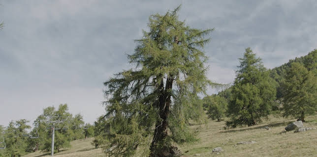 05:30: Die magische Welt der Bäume - Die Lärche | 3SAT | 3/4 2026