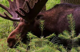 North Woods Law: Moose Mania