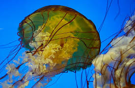 Australia's Most Terrifying: Episode 1