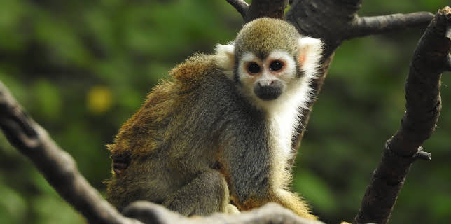 06:50: The Bronx Zoo (S2 E7) (S2) | Animal Planet | 11/19 2025