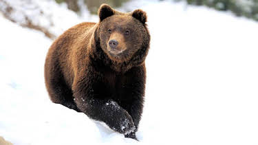 1:50 AM: Yellowstone: Wildest Winter to Blazing Summer | BBC Four | 1/12 2026