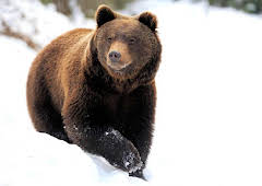 Yellowstone: Wildest Winter to Blazing Summer