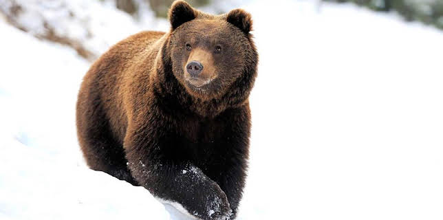 7:00 PM: Yellowstone: Wildest Winter to Blazing Summer | BBC Four | 1/10 2026