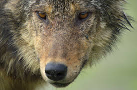 Havsvargarnas ö: Spring