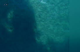 Ultimate Oceans: Sardine Run