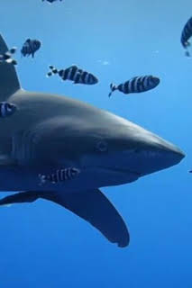 02:00: Los tiburones del mar Rojo | Nat Geo Wild | 7/13 2026