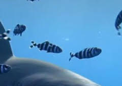 Los tiburones del mar Rojo