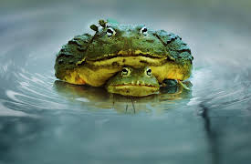 The Mating Game, Season 1: Timing is Everything