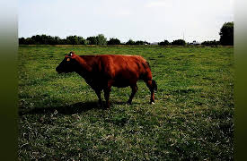 Taste Hunters: Belgium