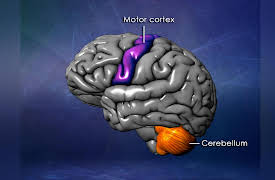 Mind-Body Philosophy: Memory, Mind, and Brain