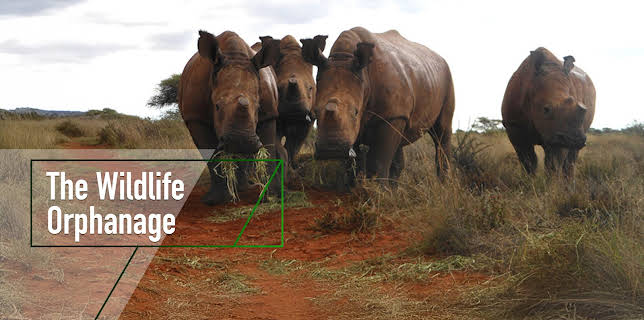 The Wildlife Orphanage