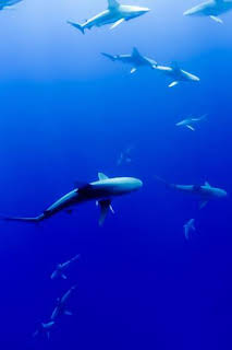 10:00: Vivir o mar | TV Galicia | 3/29 2026