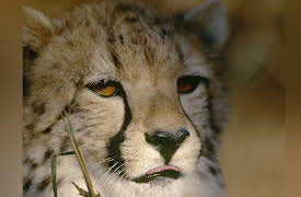 Nature's Strangest Mysteries: Solved Season 1: Hot Cheetah