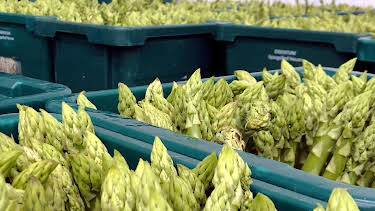 06:20: Wie geht das? Spargel - Das Gemüse für Genießer | Radio Bremen | 4/13 2026