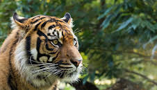 Traumziele Südostasiens: Von Sumatra nach Malaysia