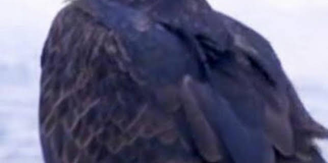 12:45: Pesca radical: Donde las águilas desafían | Discovery | 3/6 2026