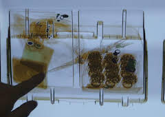 Border Control: Europe