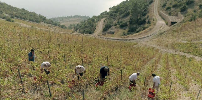 02:55: Die wunderbare Welt der Weine (22) | Arte | 3/17 2026