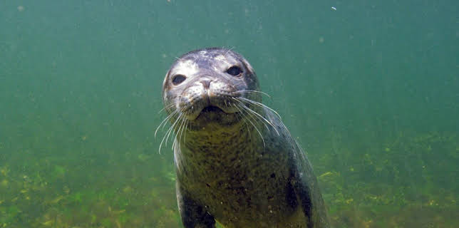 18:28: Robbengeschichten | Arte | 12/8 2025