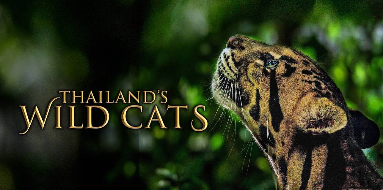 Thailand’s Wild Cats (2024)