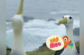 Dance Fever: Albatrosses