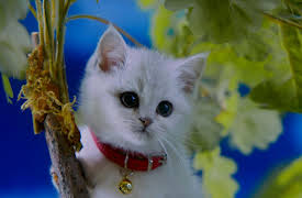 Mittens and Pants: Cat-Mitten