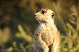 Meerkat Manor: Moving On