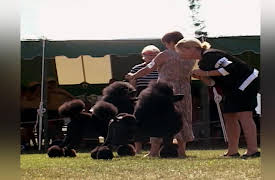 Going to the Dogs: The Poodle Wars