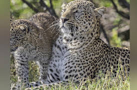 Big Cat Tales  Season 1: Survivors of the Savanna