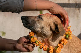 Dogs: The Untold Story: Episode 5