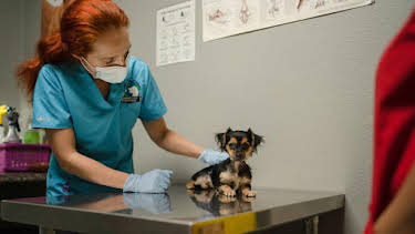 3:00 PM: Dr. Jeff: Rocky Mountain Vet (S7) | Discovery Channel | 9/10 2026