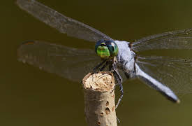 Bugs That Rule the World, Season 1: Eat or Be Eaten