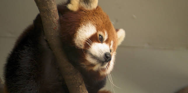 16:55: Dyrepasserne | TV 2 | 11/18 2025