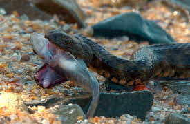 Wildest Europe: Episode 2