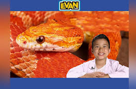 EvanTubeHD: Corn Snakes with AnimalBytesTV!