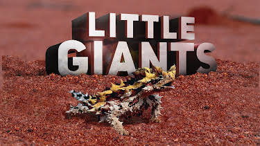 08:25: Little Giants (S1 E15) (S1) | Animal Planet | 3/31 2026