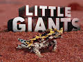 Little Giants