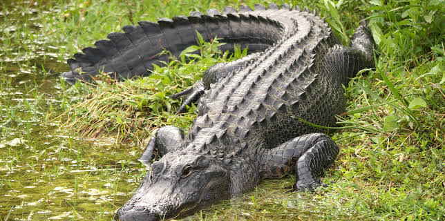 23:00: I Was Prey (S3 E3) (S3) | Animal Planet | 11/18 2025