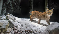 Luchs