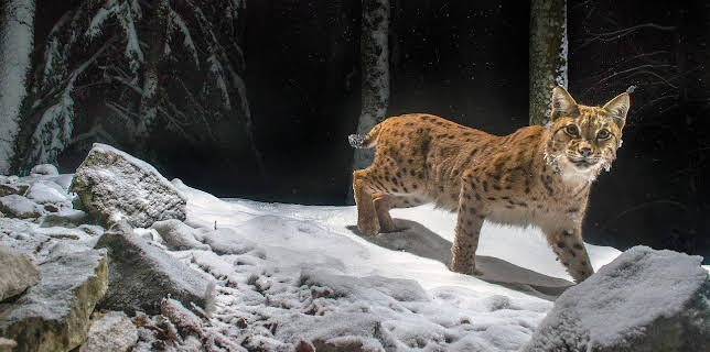 20:15: Luchs | Arte | 1/29 2026