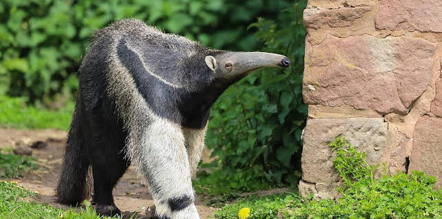 12:40 PM: Go Wild (S1) | Cbeebies | 1/14 2026