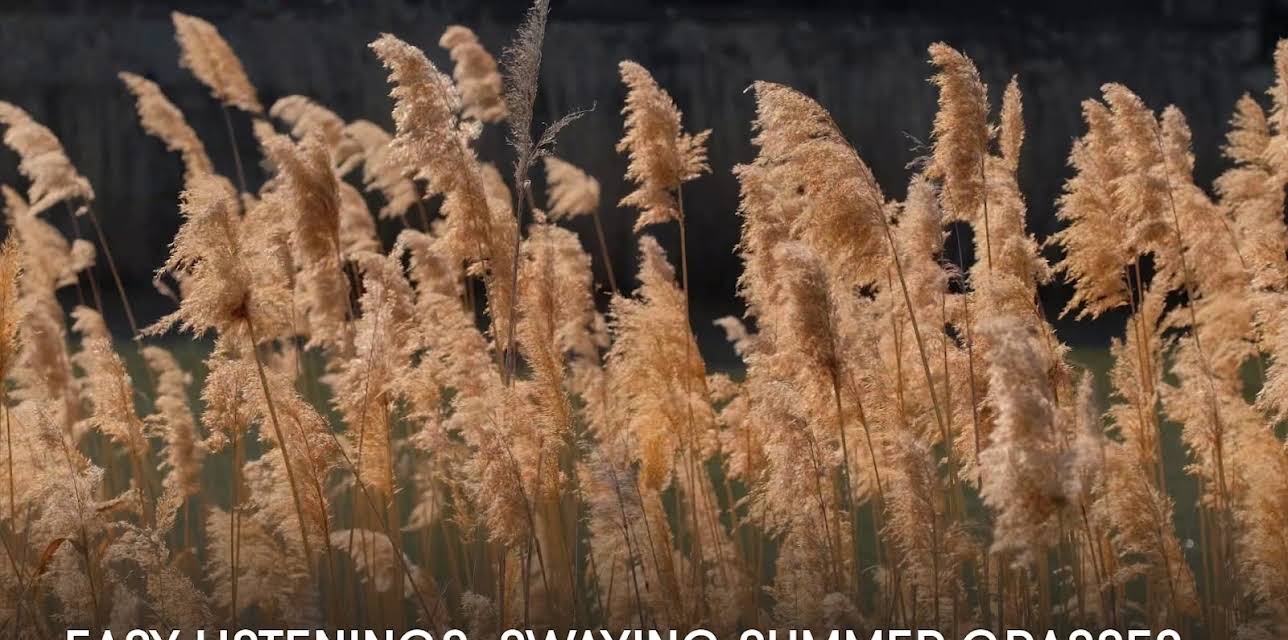 Easy Listenings: Swaying Summer Grasses (2023)
