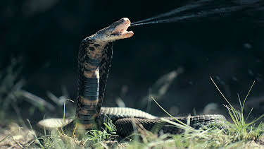 00:00: I Was Prey (S2 E5) (S2) | Animal Planet | 12/27 2025