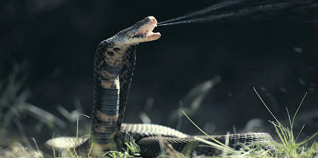 04:30: I Was Prey (S2 E5) (S2) | Animal Planet | 12/16 2025