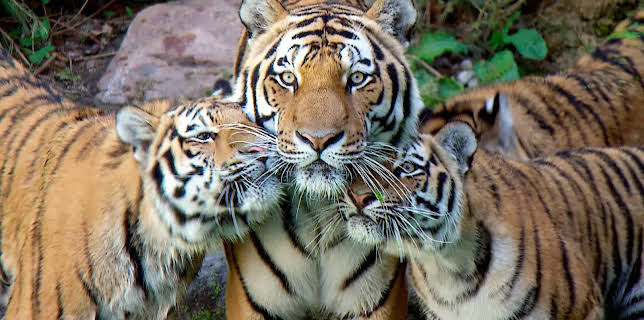 11:40: Leopard, Seebär & Co. | Radio Bremen | 2/11 2026