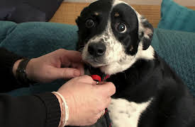 Animal 999: Episode 1